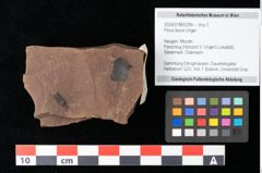 Foto (Objekt + Etikett) von Pinus leuce Unger (NHMW-GEO-2024-0188-0299)